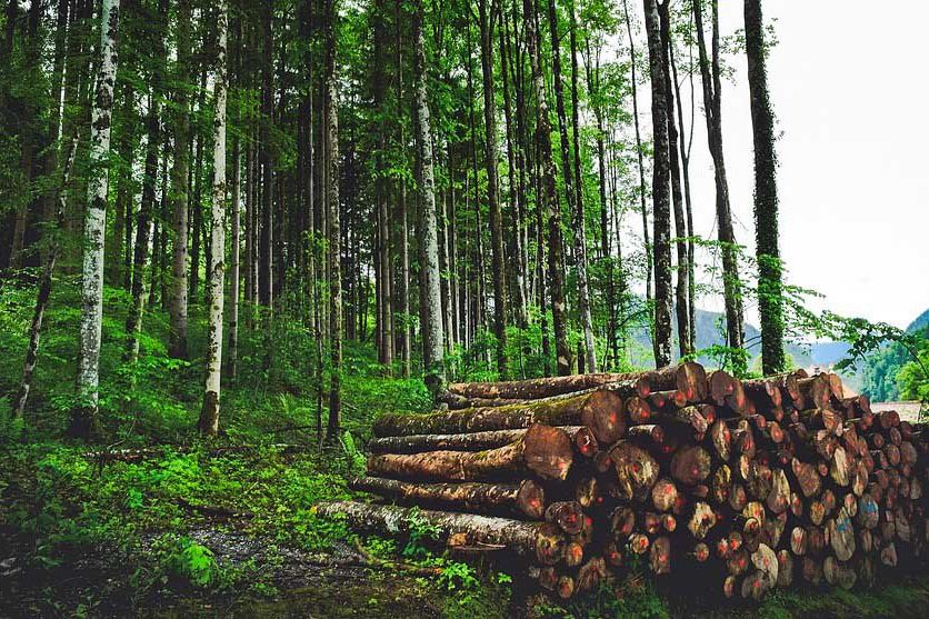 KLHK Gagalkan Penyelundupan 38 Kontainer Kayu Ilegal