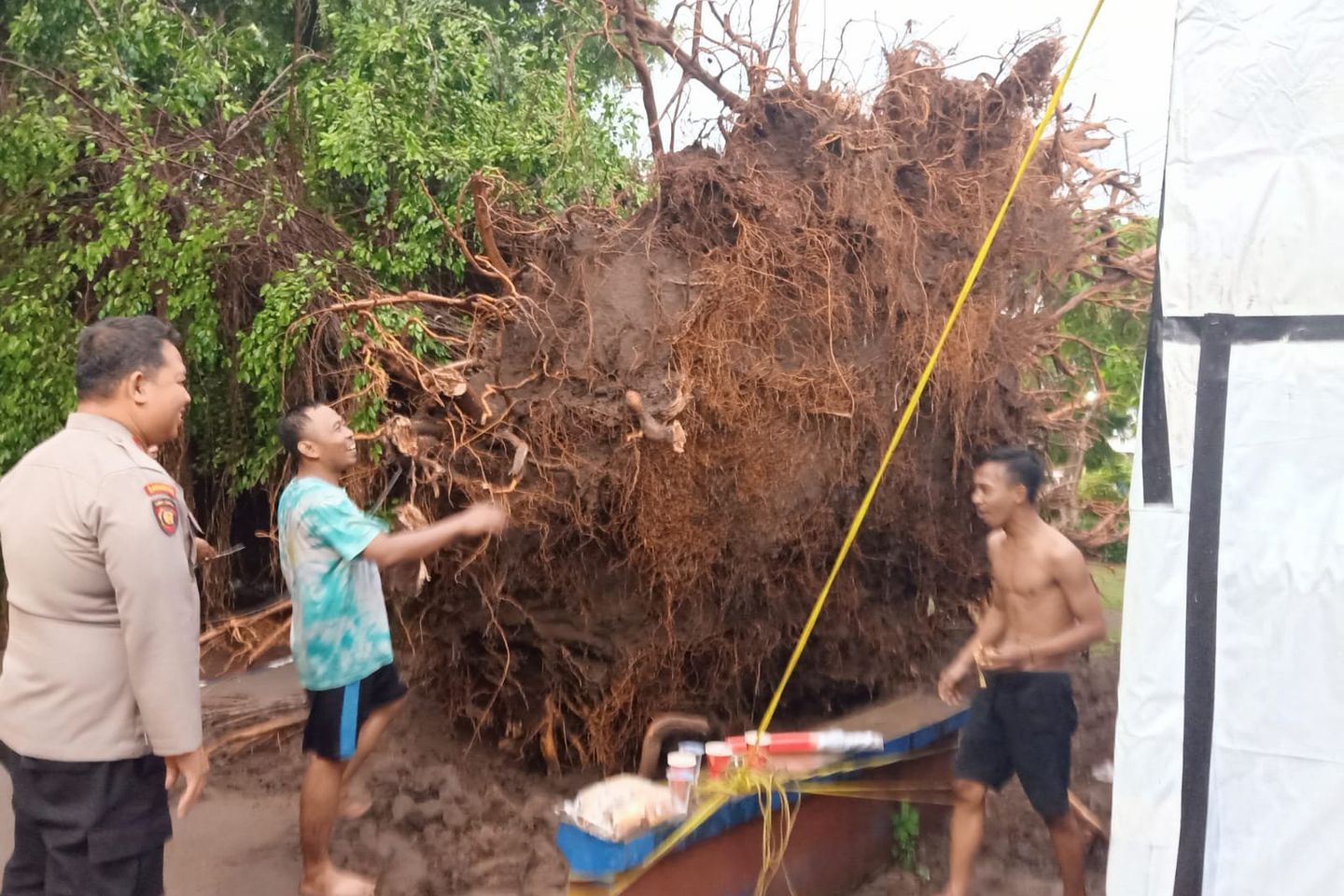 Diterjang Hujan dan Angin, Pohon Beringin di Taman Lalu Lintas Mojosari Tumbang