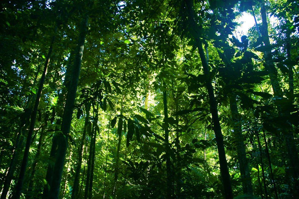 Pohon Tropis Tertinggi di Dunia Ini Bernama Menara