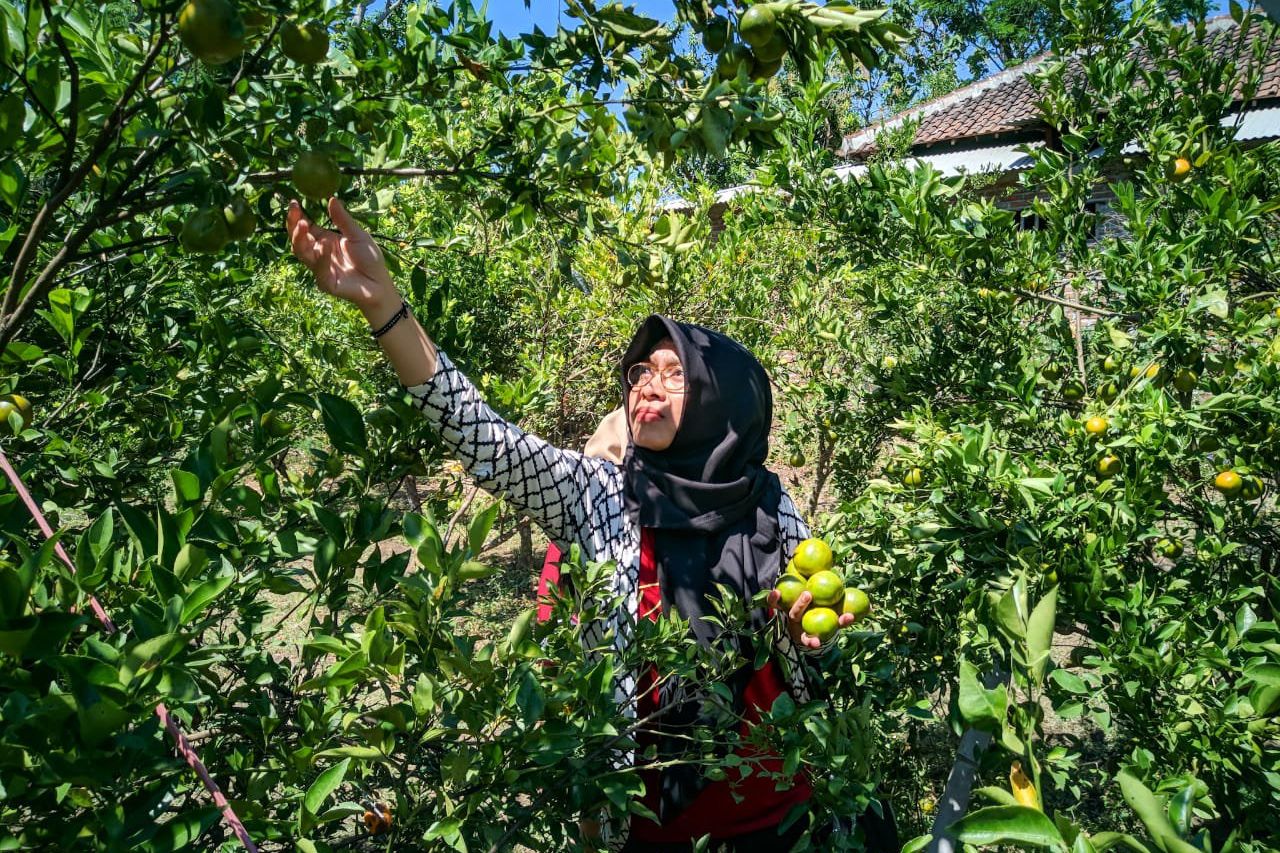 Harga Jeruk Siem Ponorogo Anjlok, Petani Berupaya Buka Agrowisata