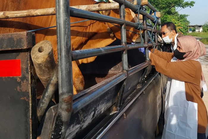 Pasar Hewan di Lamongan Dibuka, Kesehatan Sapi Diperiksa sebelum Masuk Pasar