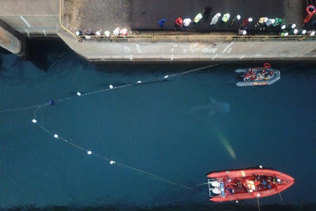 Evakuasi Hiu paus dari Inlet PLTU Paiton Gunakan Jaring Cantrang