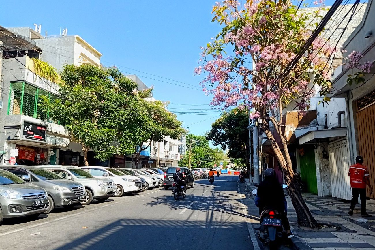 Tabebuya Bermekaran di Kota Surabaya Jelang Musim Hujan