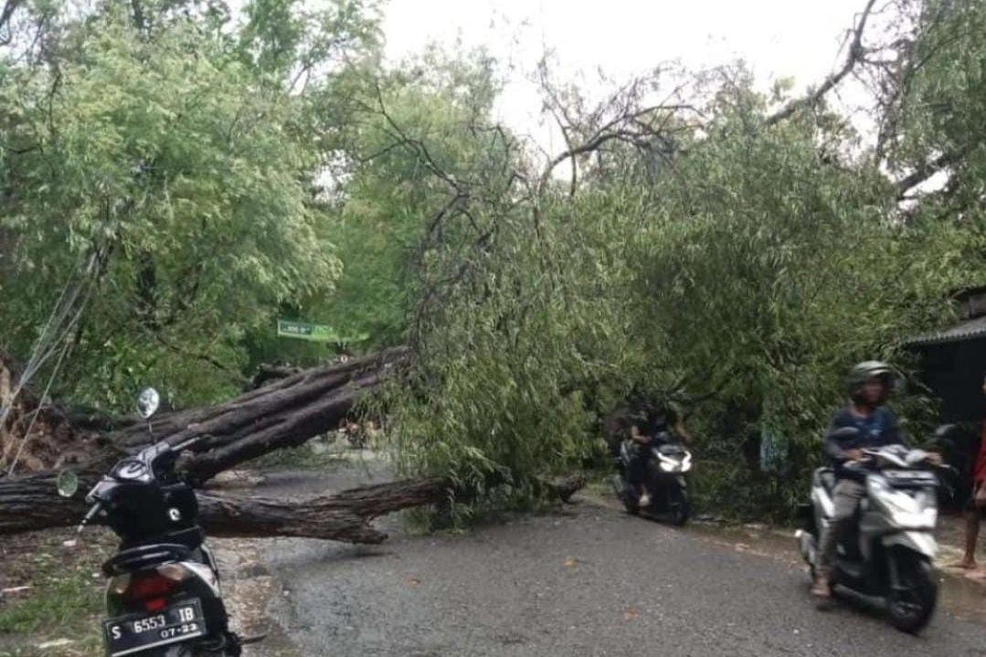Tiga Warung di Lamongan Rusak Tertimpa Pohon Tumbang