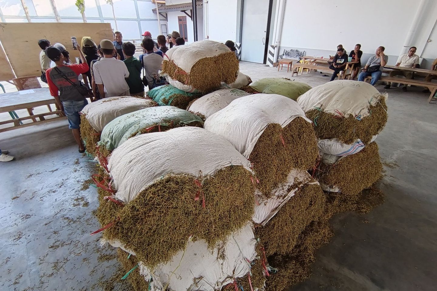 Puncak Panen Tembakau Kian Dekat, Petani Probolinggo Cemas Gudang Tak Buka