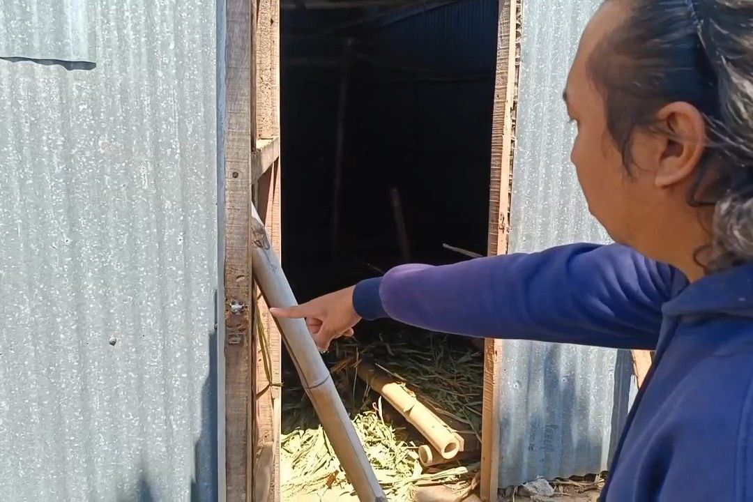 Rusak Gembok Kandang, Pencuri Gasak Tiga Sapi Limosin di Kota Probolinggo