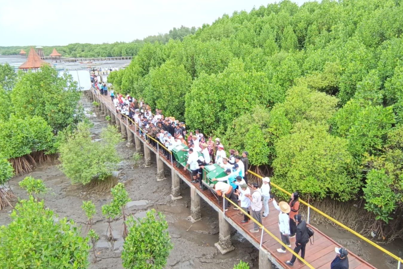 Pelepasliaran Burung Ibis dan Pecuk Padi Hitam Warnai Festival Mangrove di Probolinggo