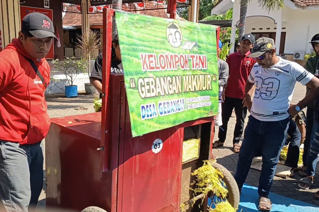Meriahkan HUT Kemerdekaan, Petani Probolinggo Lestarikan Tradisi lewat Lomba Rajang Tembakau
 