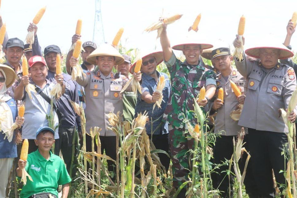 Dukung Swasembada Pangan, Polres Probolinggo dan Petani Panen Raya Jagung