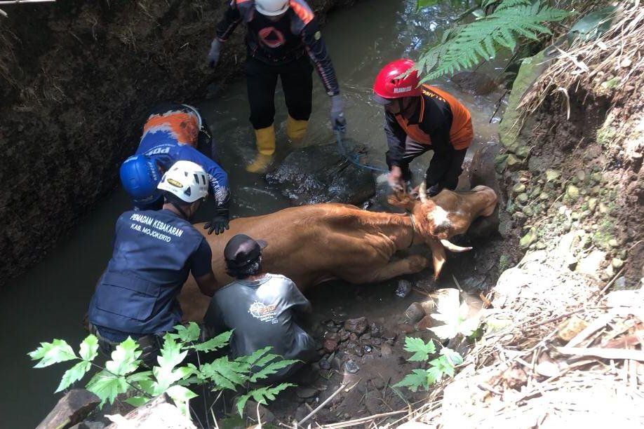 Drama Tiga Jam di Sungai, Sapi di Mojokerto Berhasil Diselamatkan