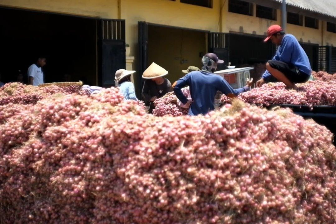 Harga Stabil, Bawang Merah Probolinggo Diburu Pasar Luar Pulau