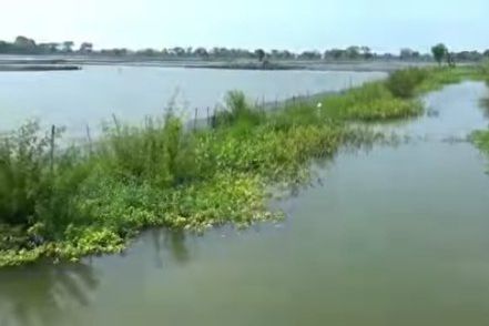 Ikan di Glaga Lamongan Kerdil, Petani Tambak Terancam Gagal Panen