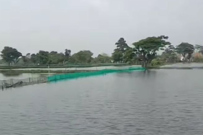Petambak Karangbinangun Lamongan Merugi, Udang Vanami yang Dipanen Tinggal Sedikit 