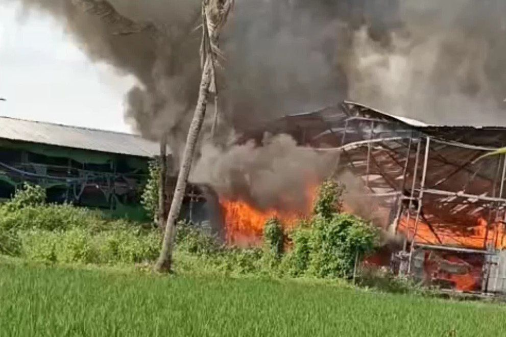 Kandang Tiga Lantai di Probolinggo Terbakar, 12 Ribu Ayam Terpanggang