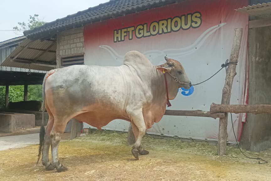 Presiden Prabowo Beli Dua Sapi Kurban untuk Warga Lamongan dan Pemprov Jatim