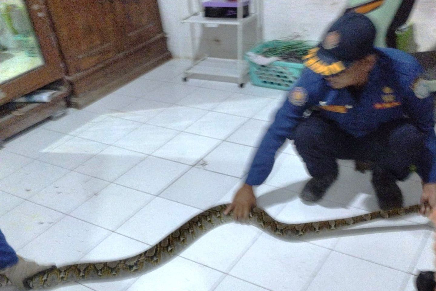 Ular Sanca yang Masuk Rumah Mengejutkan Warga di Lamongan