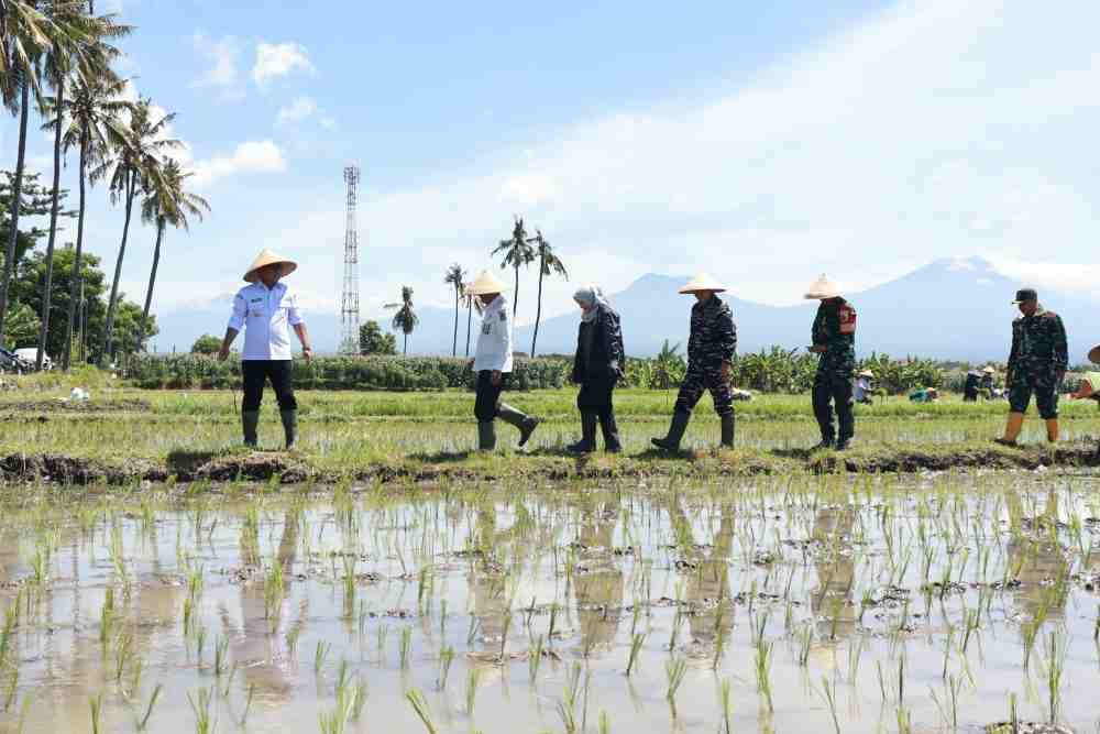 Dukung Swasembada Pangan Nasional, Banyuwangi Siap Perluas Lahan Tanam Padi