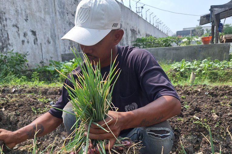 Hasil Bimbingan Kerja, Napi Lapas Lamongan Sukses Panen Bawang Merah