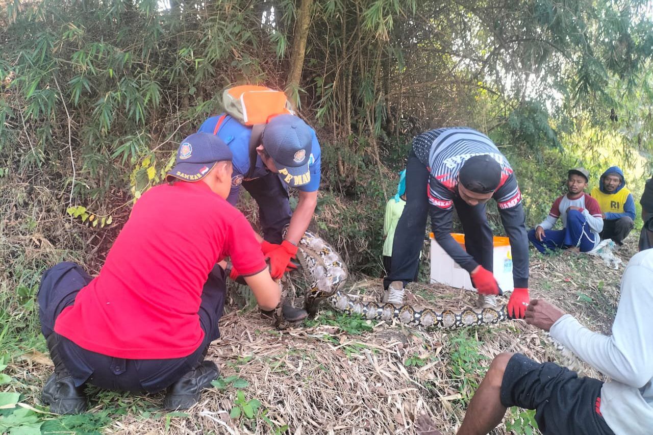 Damkar Lamongan Evakuasi Ular Sanca Kembang Sepanjang 5 Meter