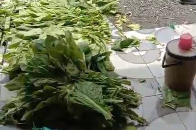 Dampak Kemarau Basah, Harga Tembakau di Lamongan Anjlok