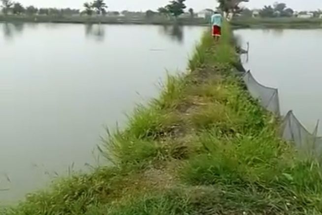 Pembudidaya Ikan di Lamongan Pertanyakan Realisasi Penyaluran Pupuk Bersubsidi