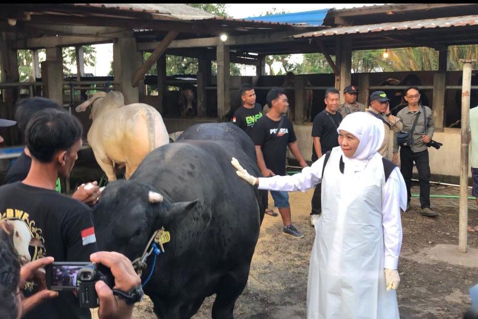 Jelang Iduladha, Gubernur Khofifah Cek Kesiapan Hewan Kurban di Mojokerto