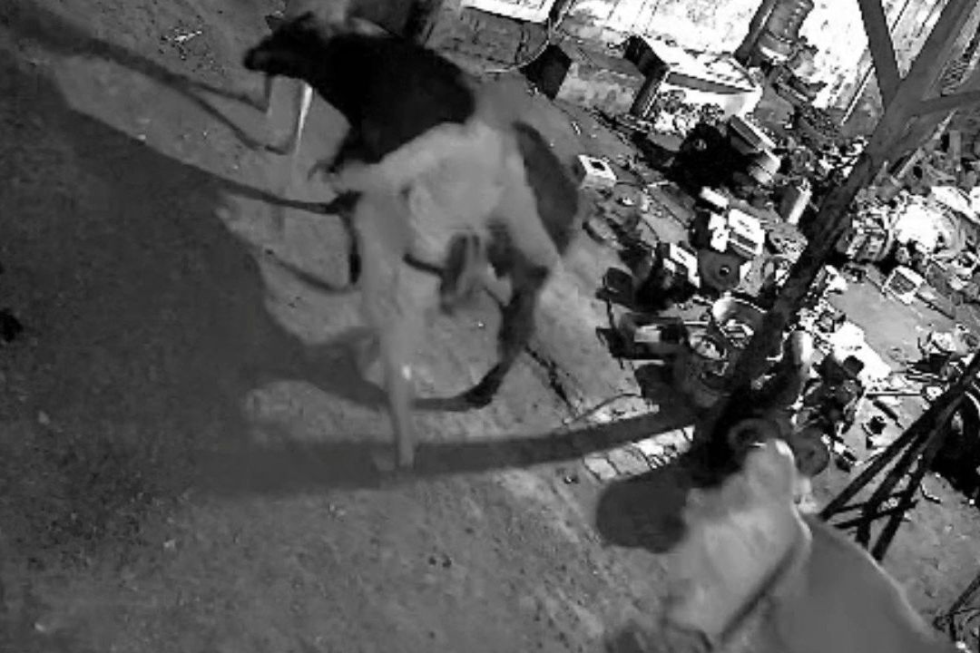 Beraksi Saat Lebaran, Pencuri Bawa Kabur Dua Sapi Milik Warga Probolinggo