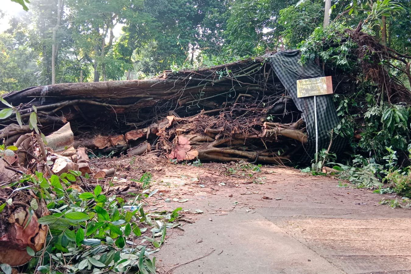 Akses ke Petirtaan Jolotundo Tertutup Pohon Raksasa yang Roboh