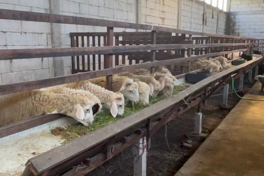 Menjelang Iduladha, Penjualan Kambing di Mojokerto Melonjak