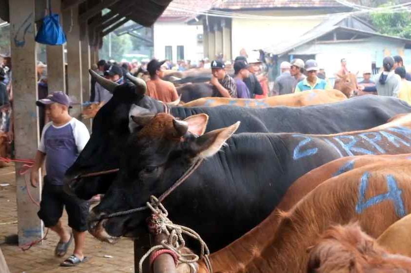 Menjelang Iduladha, Disnak Keswan Lamongan Intensifkan Pemantauan Hewan Kurban