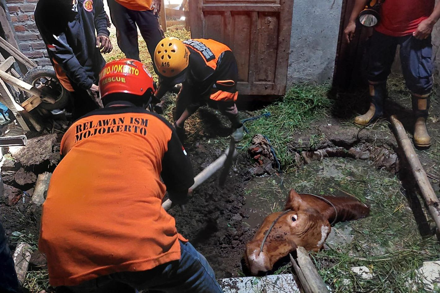 Tali Pengikat Lepas, Sapi di Mojokerto Tercemplung di Septic Tank