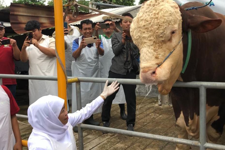 Khofifah Cek Kesehatan Hewan Kurban, Salah Satunya Sapi Kurban Presiden Prabowo