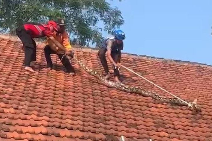 Heboh, Ular Sanca 3,5 Meter Ditemukan di Genteng SMK Islam Brawijaya Mojokerto