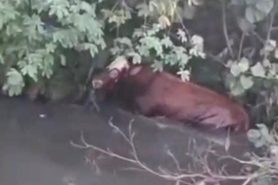 Sapi Kurban Kabur, Tabrak Rumah hingga Terjun ke Sungai 