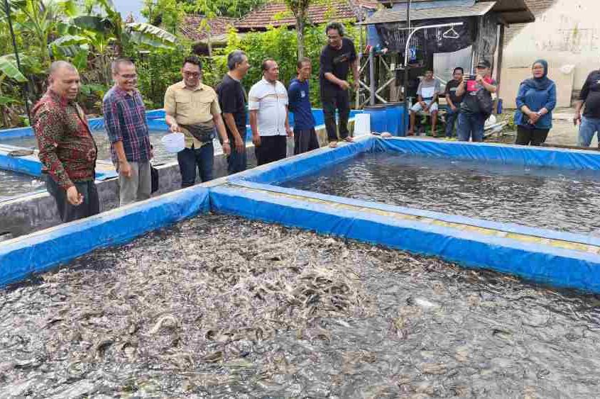 Kunjungan Dapil, Cak Sumardi Ajak Pembudidaya Ikan Lele di Jombang Naik Kelas