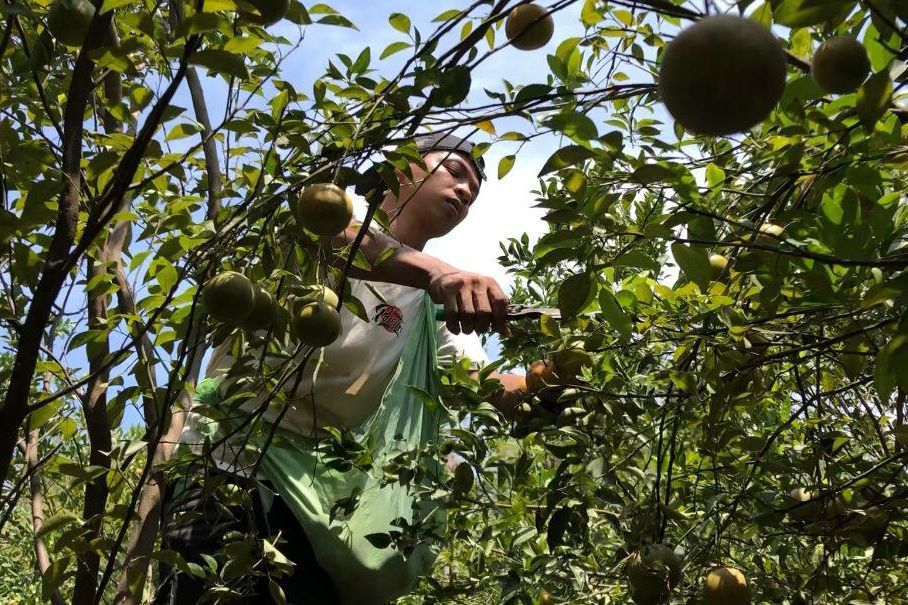 Petani Jeruk Siam Madu Ini Raup Puluhan Juta Setiap Panen