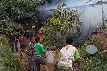 Bakar Rumput Merambat ke Kandang, Dua Sapi Hangus Terpanggang