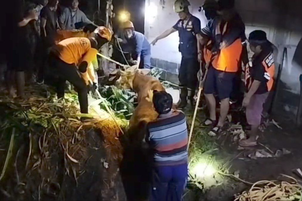 Damkar dan Relawan Selamatkan Sapi Terperosok Kubangan Lumpur di Pacet 