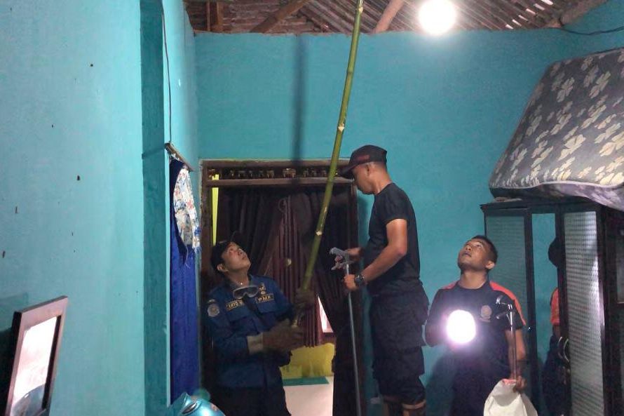 Damkar Mojokerto Evakuasi Ular Kobra di Atap Rumah Warga