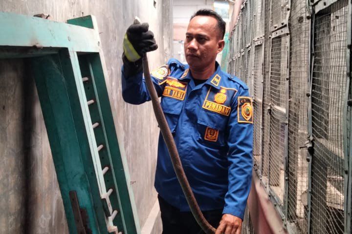 Damkar Evakuasi Ular dari Sangkar Burung Warga