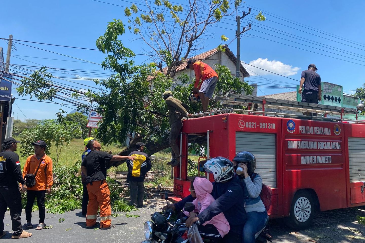 Arus Lalu Lintas di Jalur Utama Mojosari-Pacet Terhambat Pohon Tumbang
