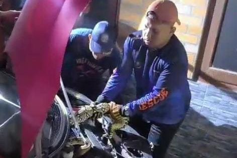 Tim Damkar Evakuasi Ular dari Mesin Mobil Milik Warga Mojokerto