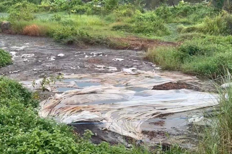 Bau Menyengat di Lahan Bekas Galian C Meresahkan Warga Kutorejo Mojokerto