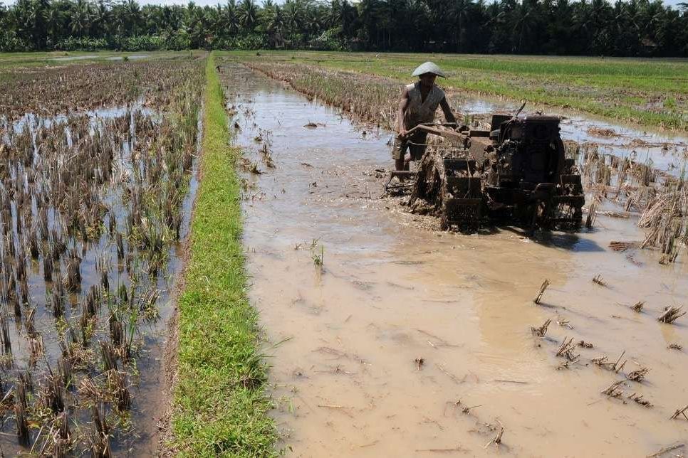 Petani di Sampang Sulit Mendapatkan Pupuk Bersubsidi