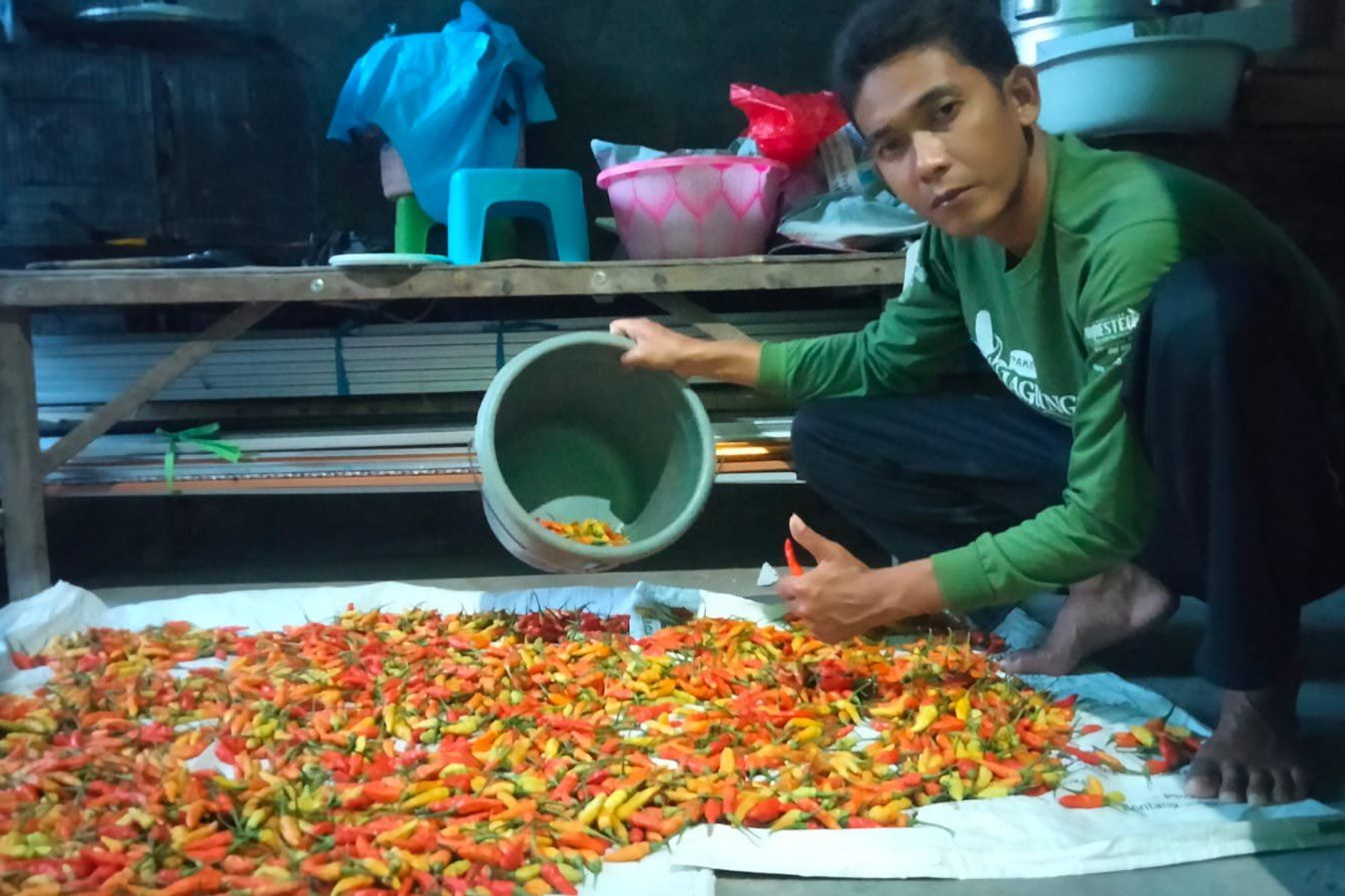 Petani Cabai Sumringah, Harga Cabai Stabil Rp25.000 per Kilogram