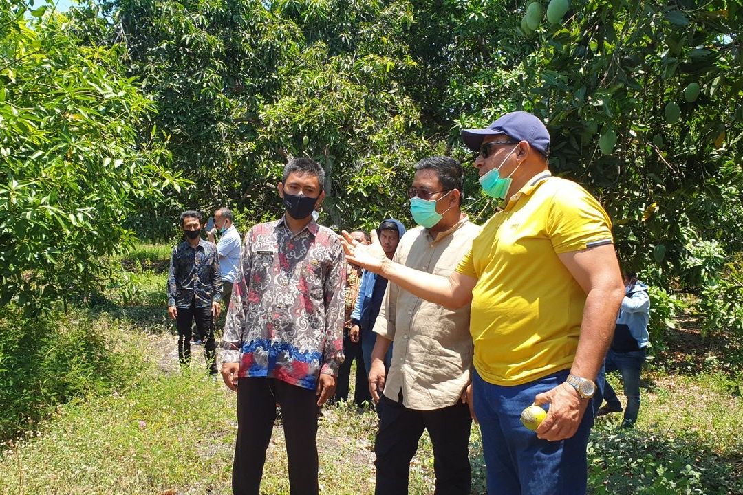 Pertahankan Kualitas dan Produk, Sentra Penghasil Mangga Pasuruan Butuh Perhatian Pemerintah