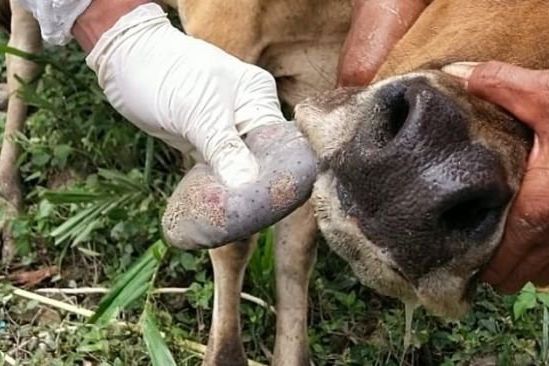 Mentan Pastikan PMK Pada Ternak Tidak Menular ke Manusia