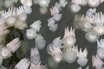 Ribuan Ubur-ubur Muncul di Perairan Probolinggo, Masyarakat Dilarang ke Laut