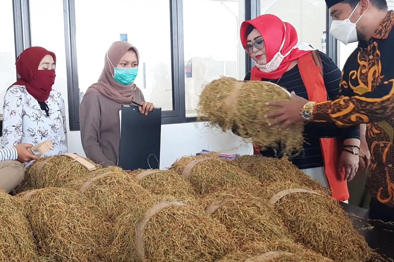 Tembakau Petani di Probolinggo Sudah Terbeli Sejak Juli