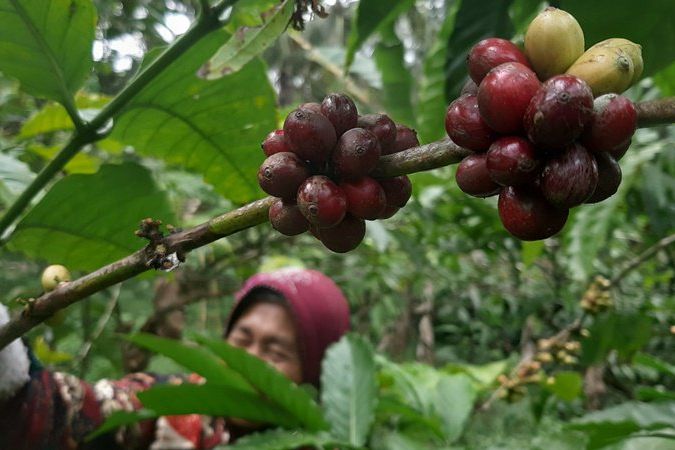 Penjualan Menurun, Petani Kopi Petik Merah di Banyuwangi Simpan Hasil Panen